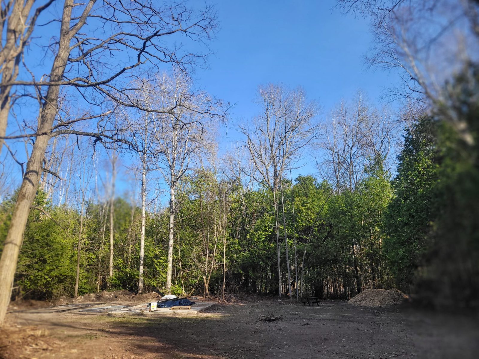 The newly cleared area of the land, surrounded by bare trees and cedars