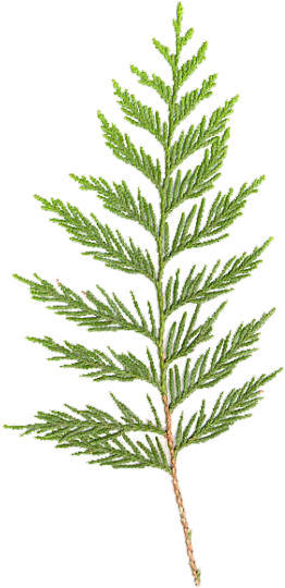 Illustration of a cedar sprig