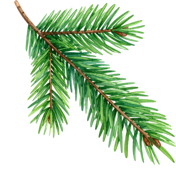 Watercolour illustration of a green spruce branch