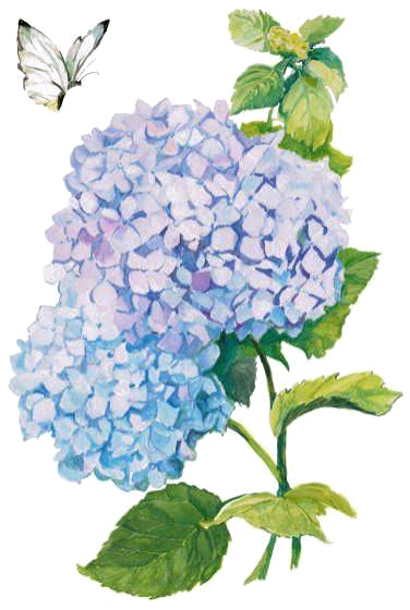 Painted illustration of blue and lilac hydrangea blooms