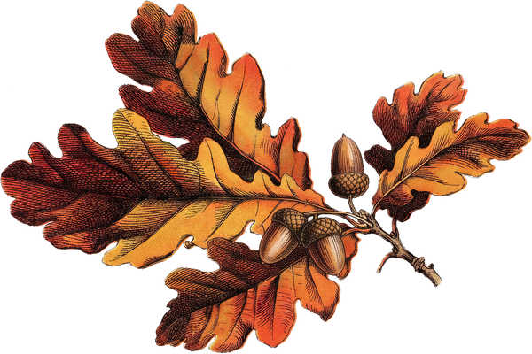 Illustration of oak leaves with acorns