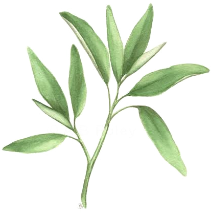 Watercolour illustration of a sage sprig